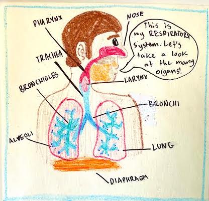 Human Respiratory System Diagram Stock Vector Image & Art - Alamy